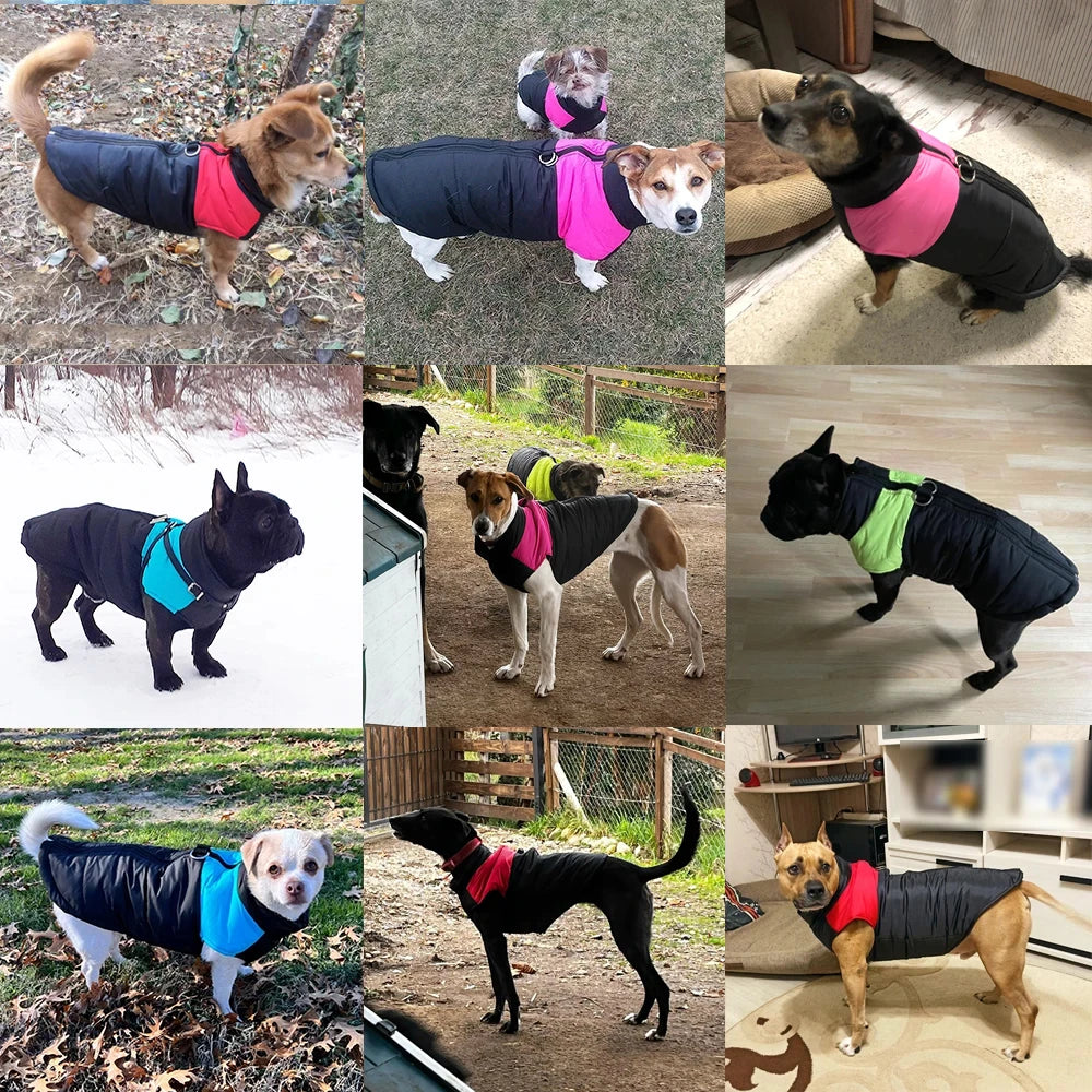 Winter Jacket
