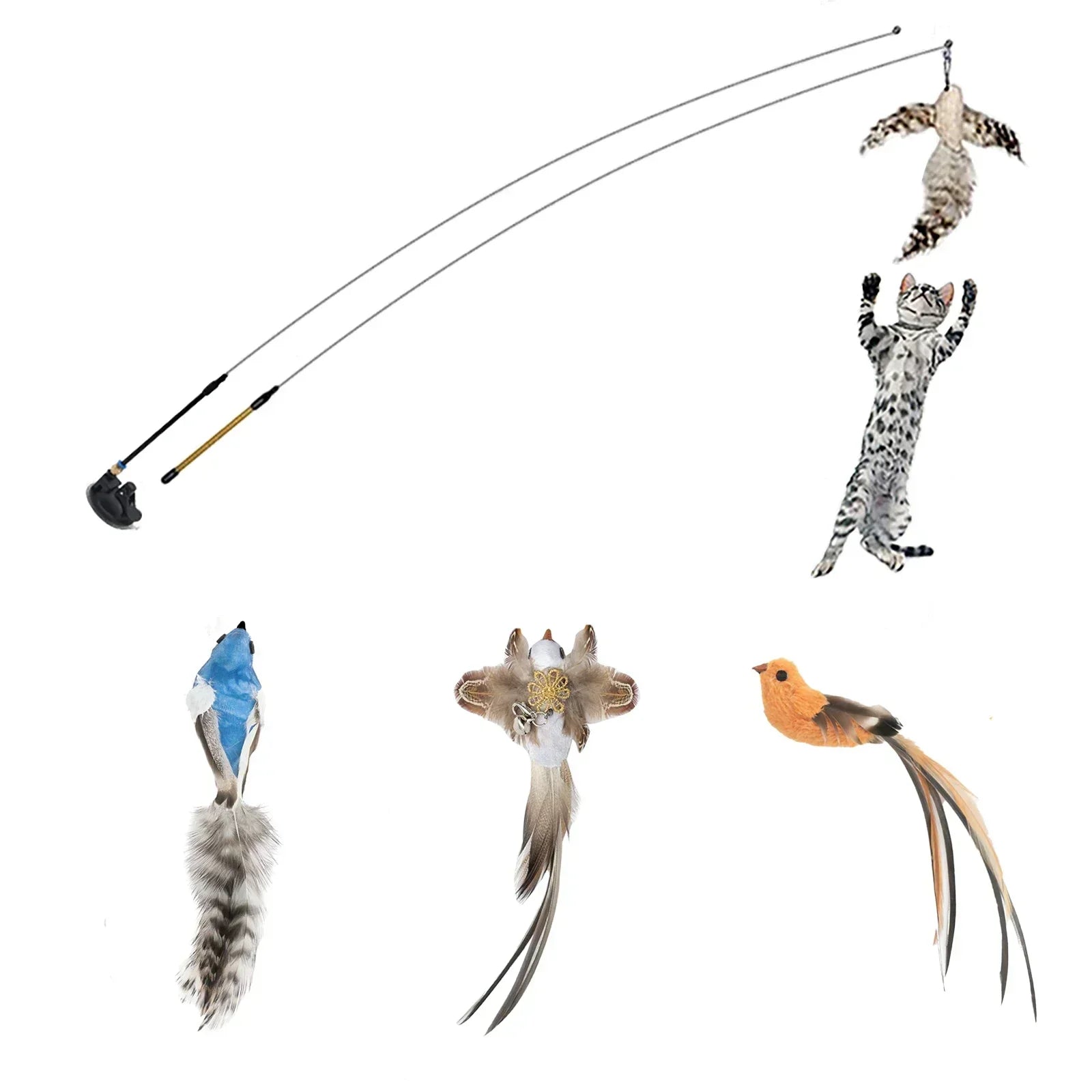 Peacock Teaser