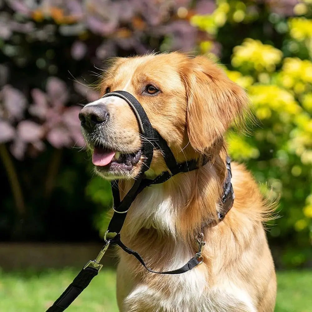 No-Pull Head Halter