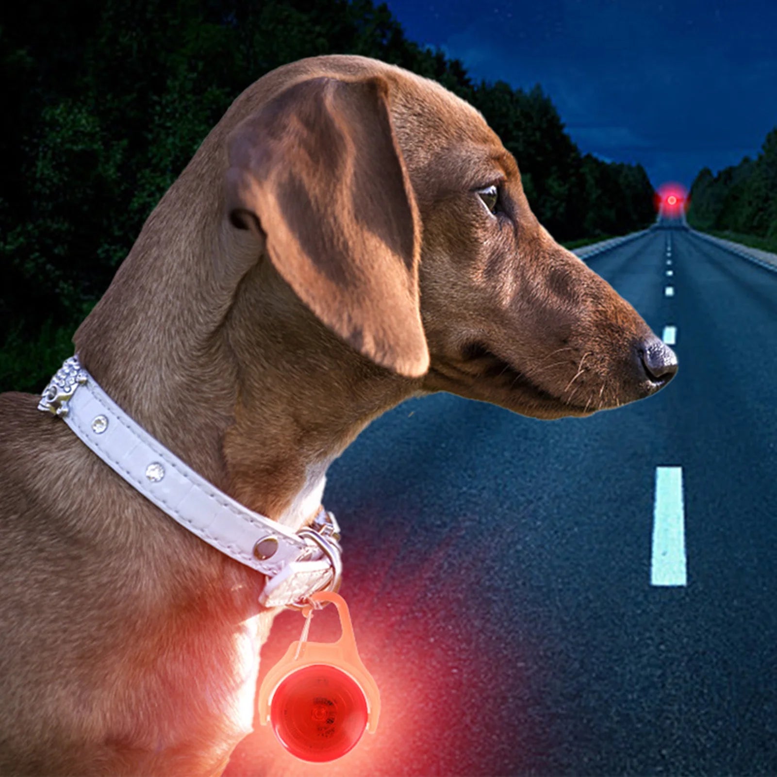 LED Collar Light