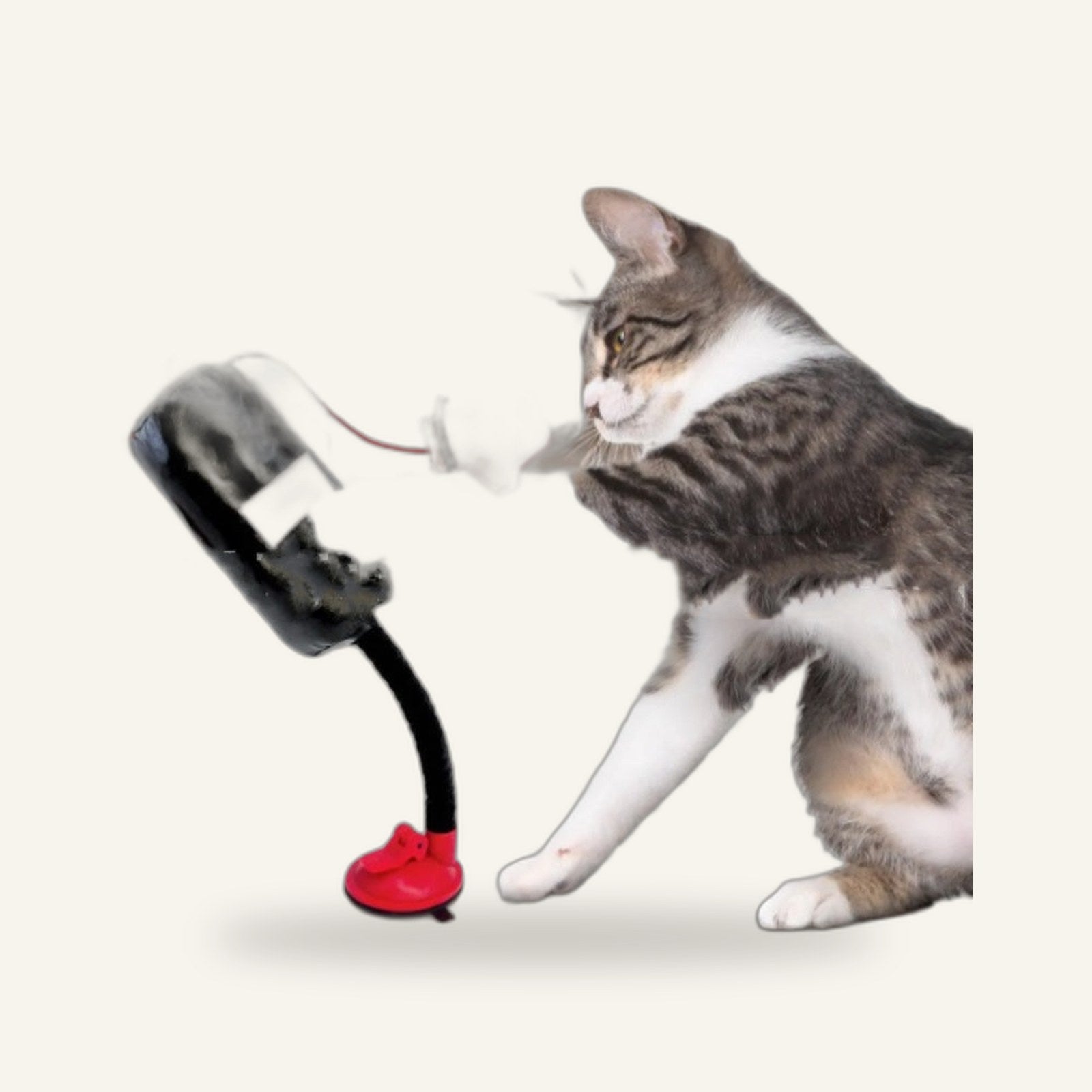 Cat Boxing Game