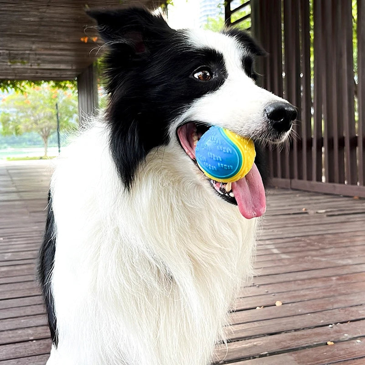 Squeaky Dental Ball