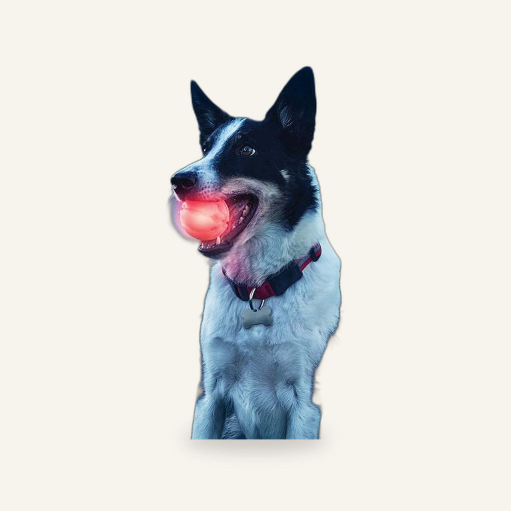 LED Chew Ball