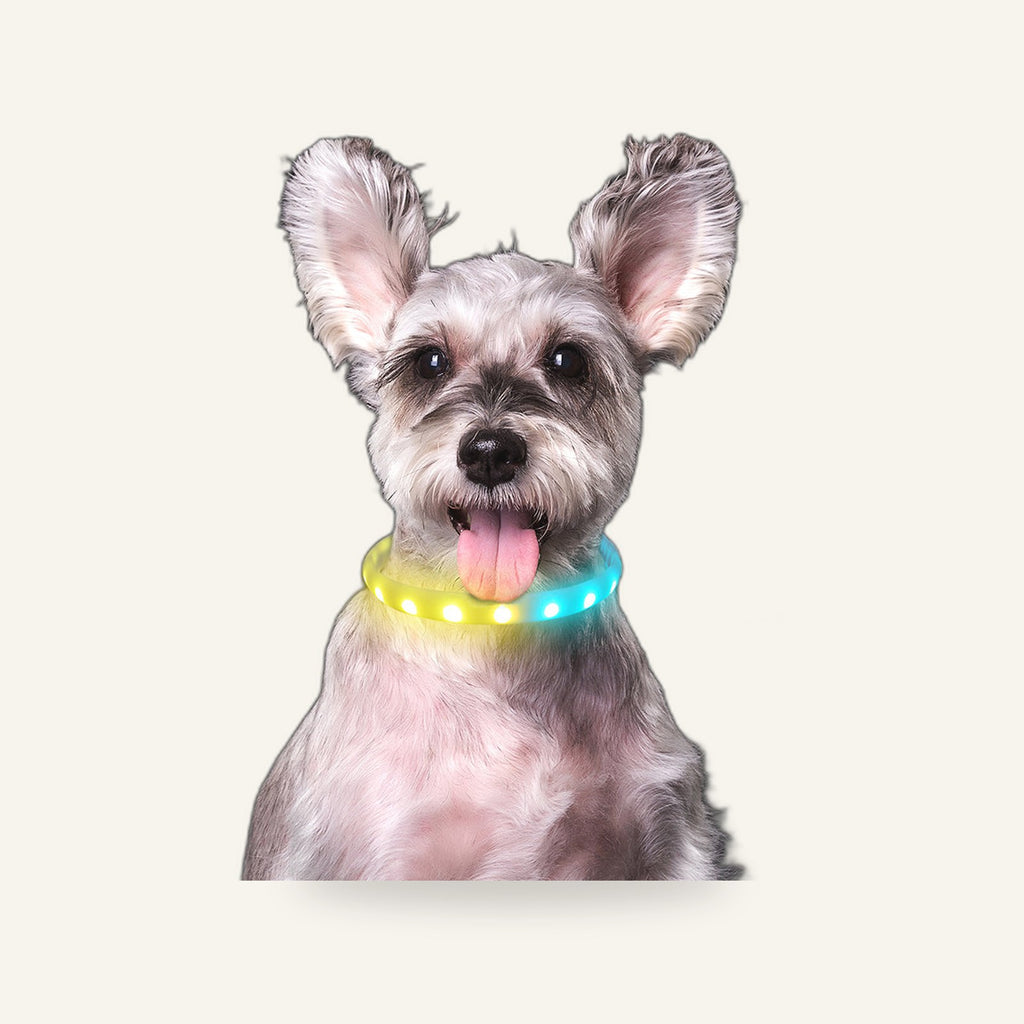 LED Glow Collar